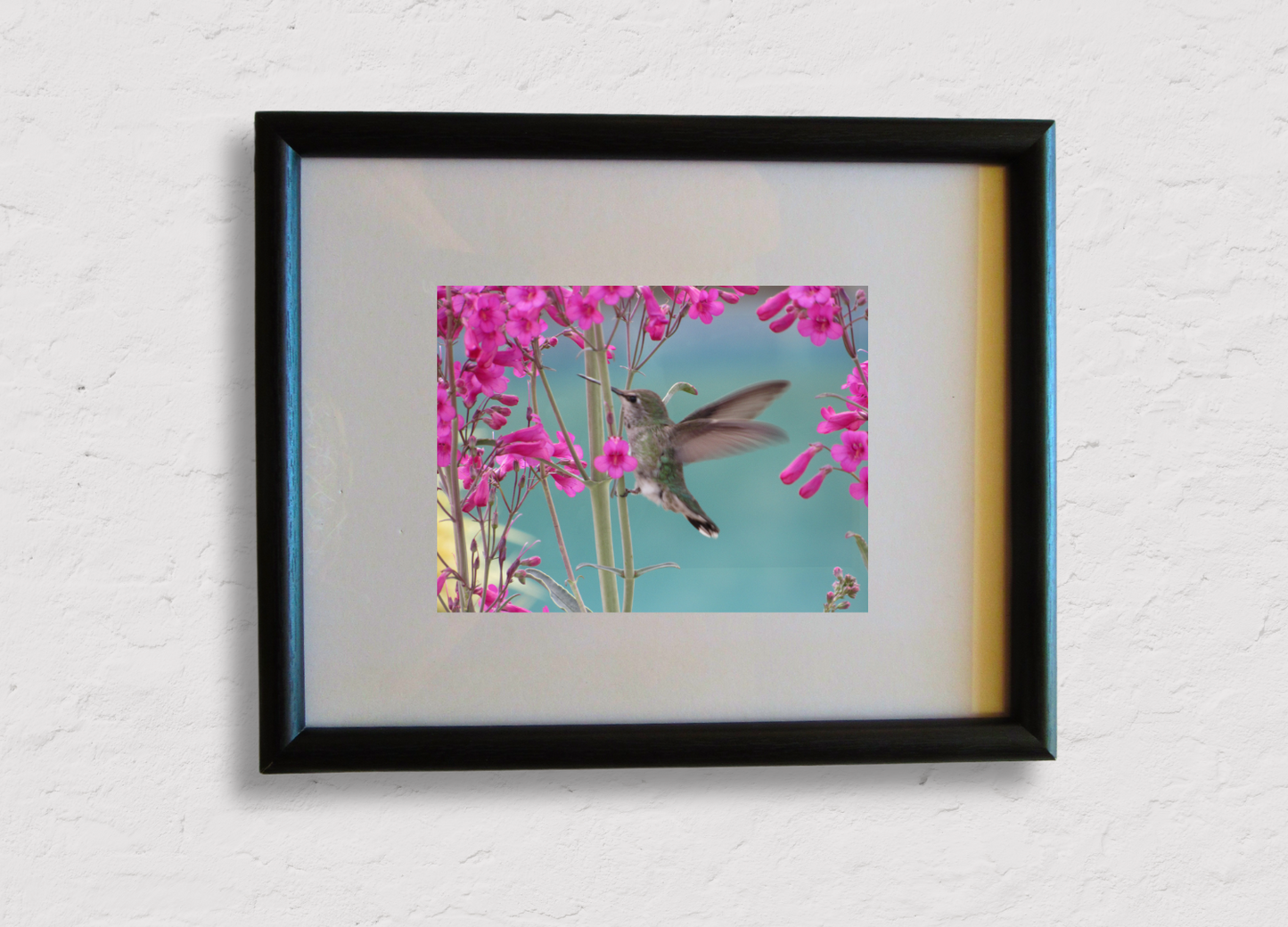 Hummingbird Haven