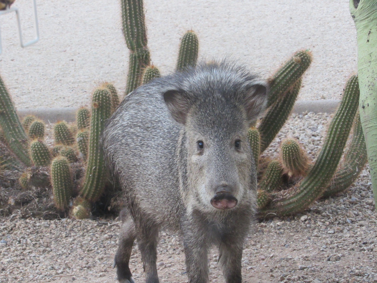 Don't call me Pig