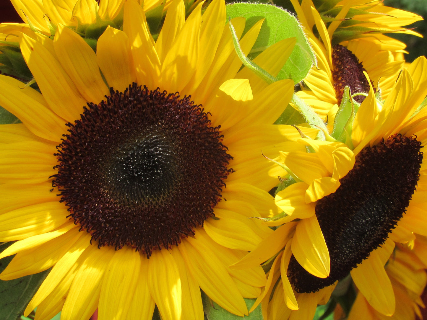 Bouquet of Sunflowers