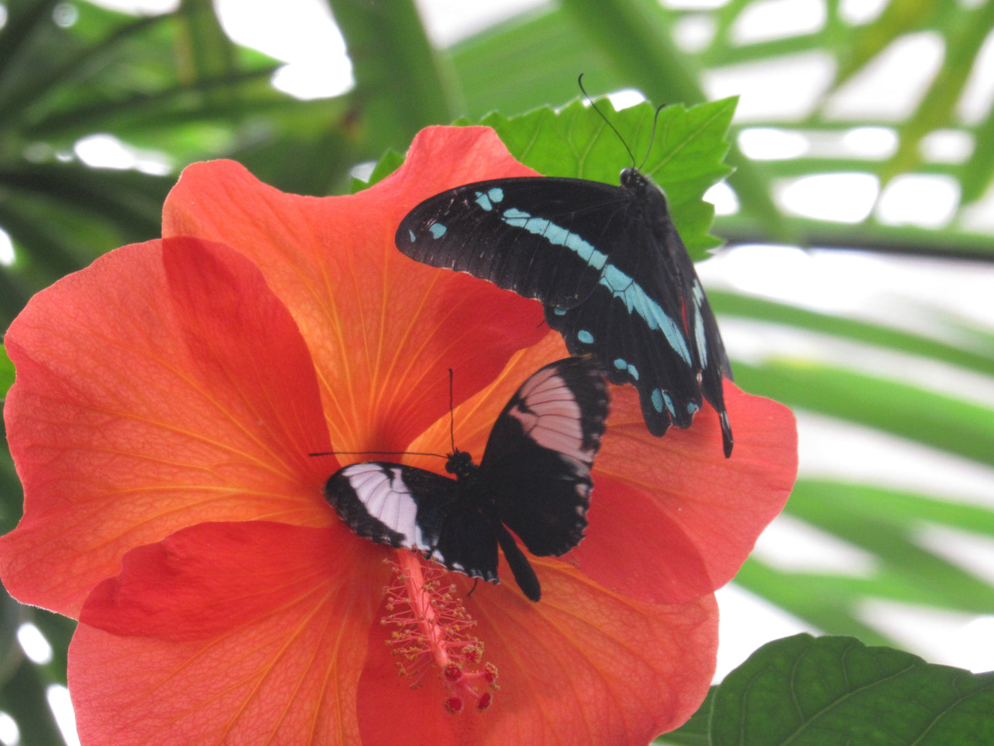 Butterflys a flutter