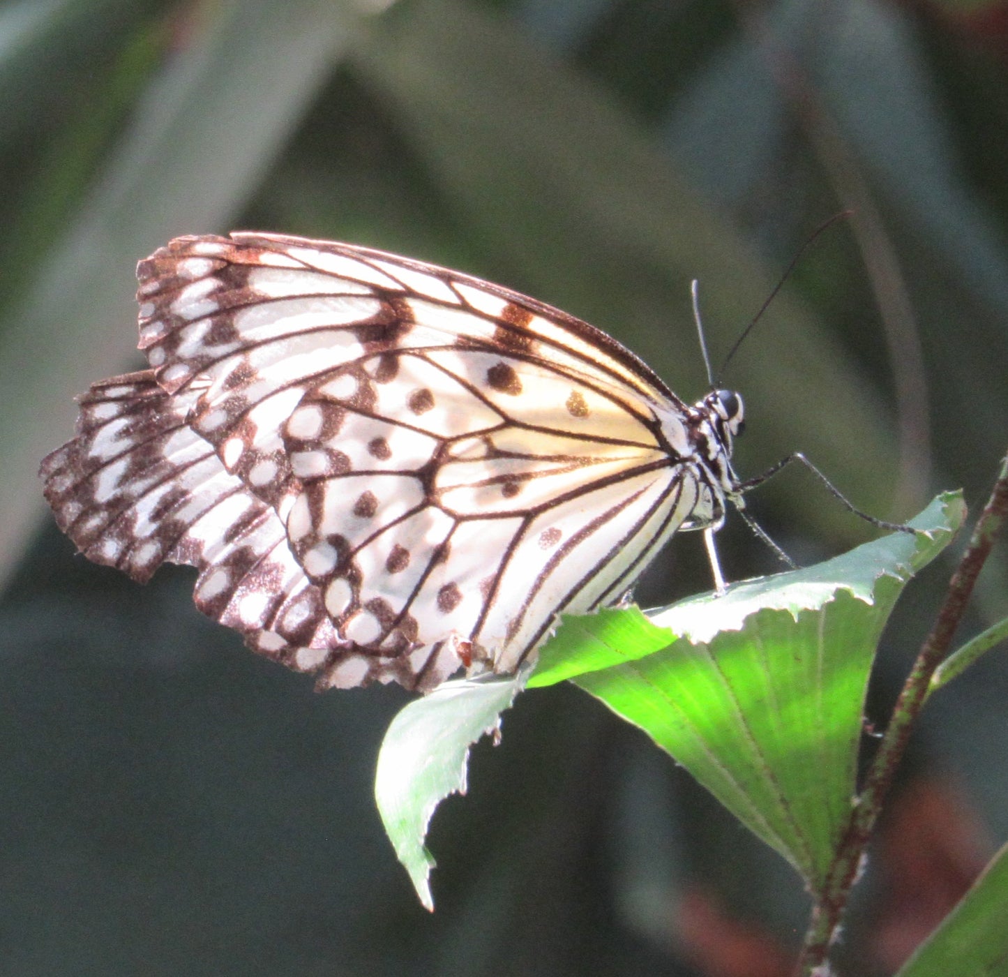 Butterfly in the Light
