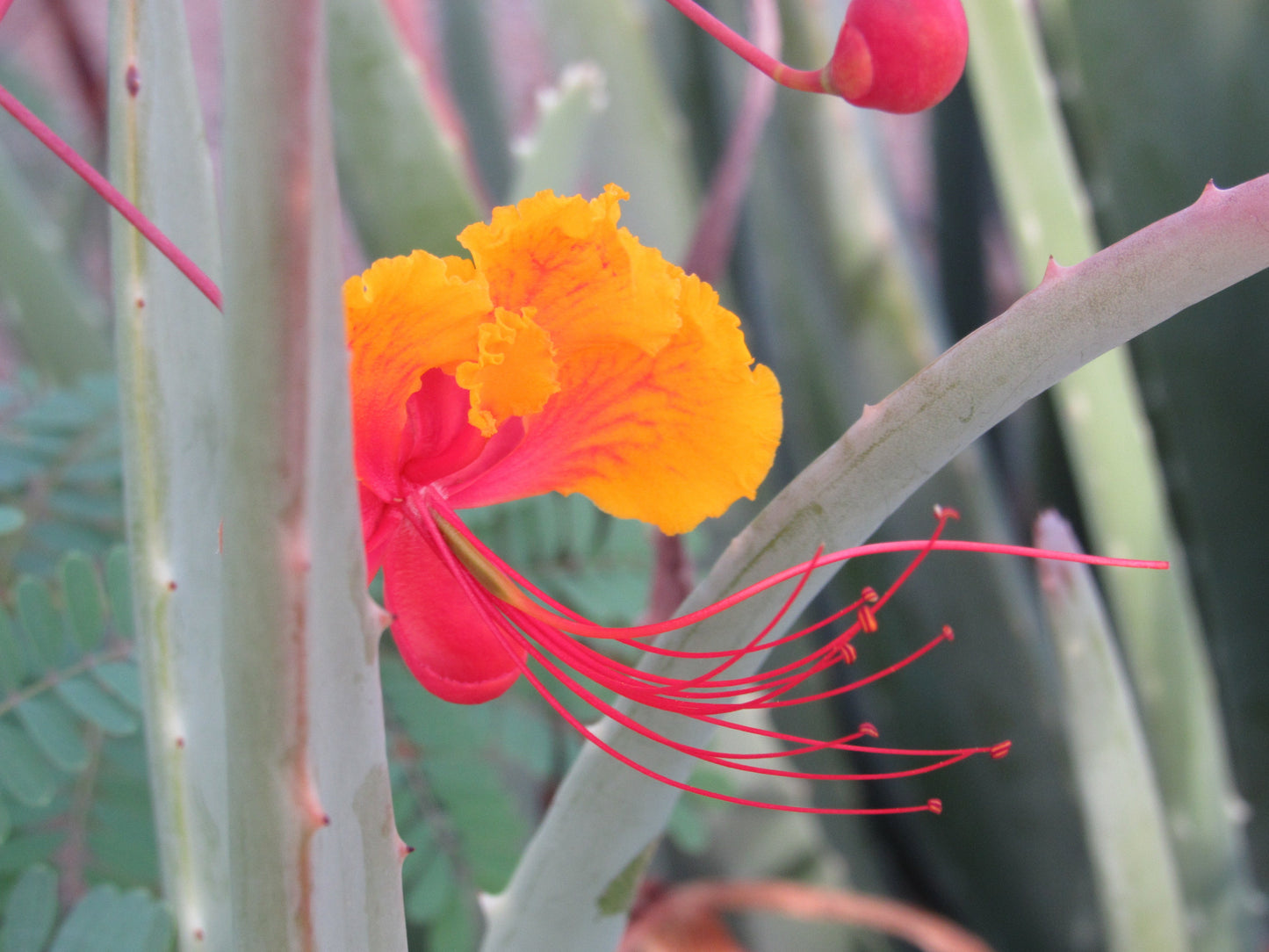 Mexican Bird of Paradise