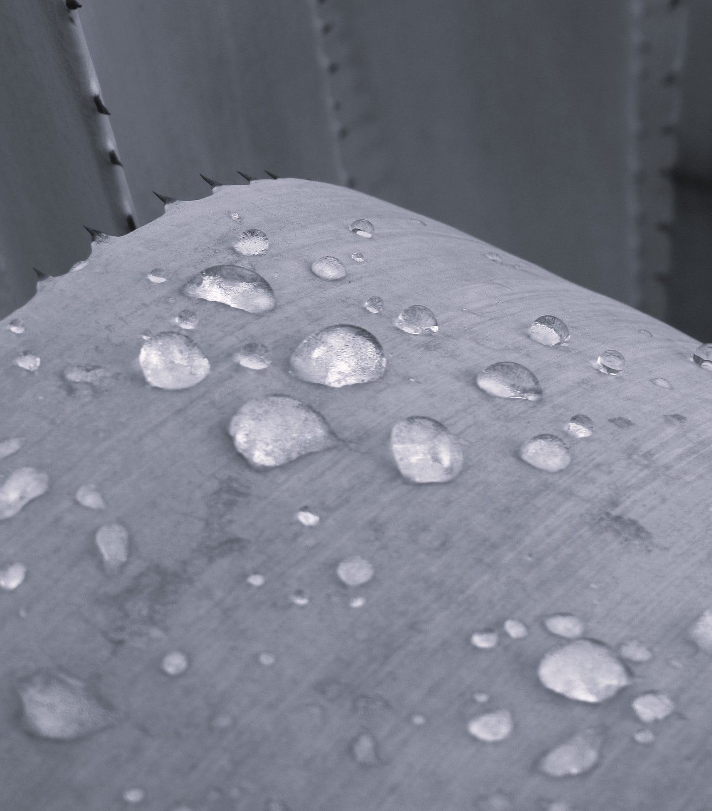 Droplets on Agave