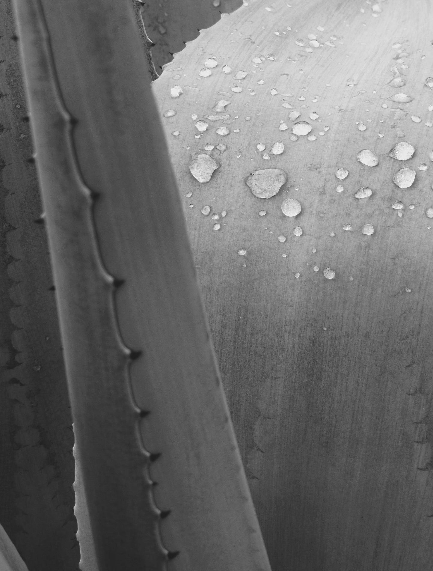 agave in the rain