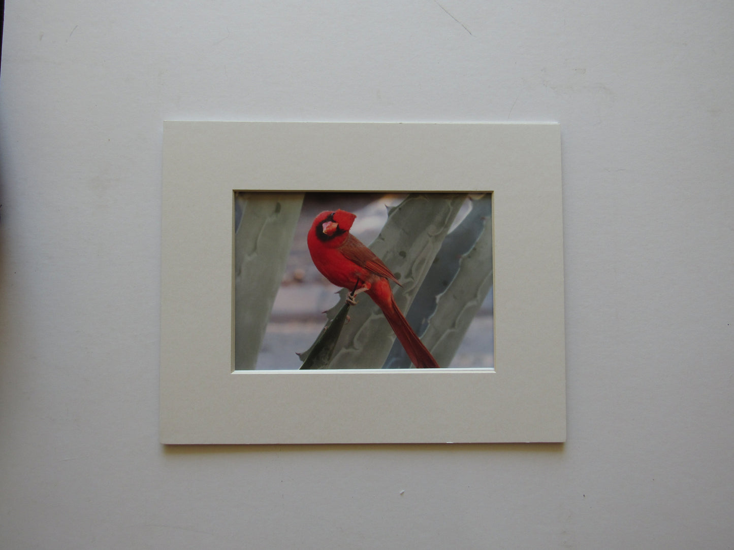 Mr. Carinal