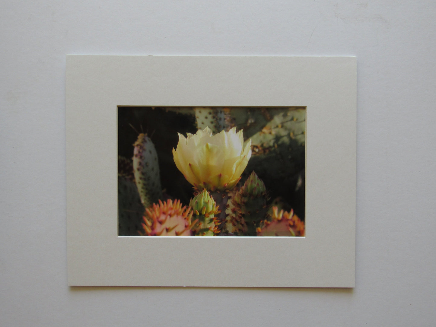 Yellow Prickly Pear