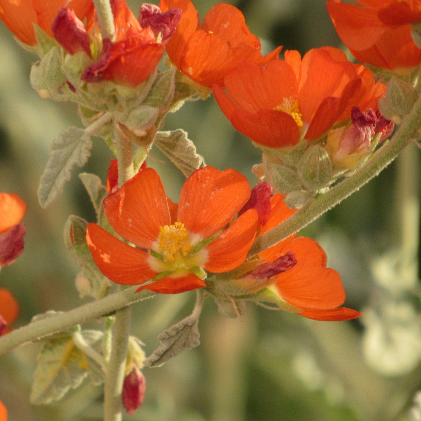 Some orange Globe Mallow