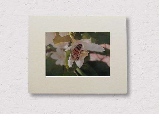 Bee on Blossom