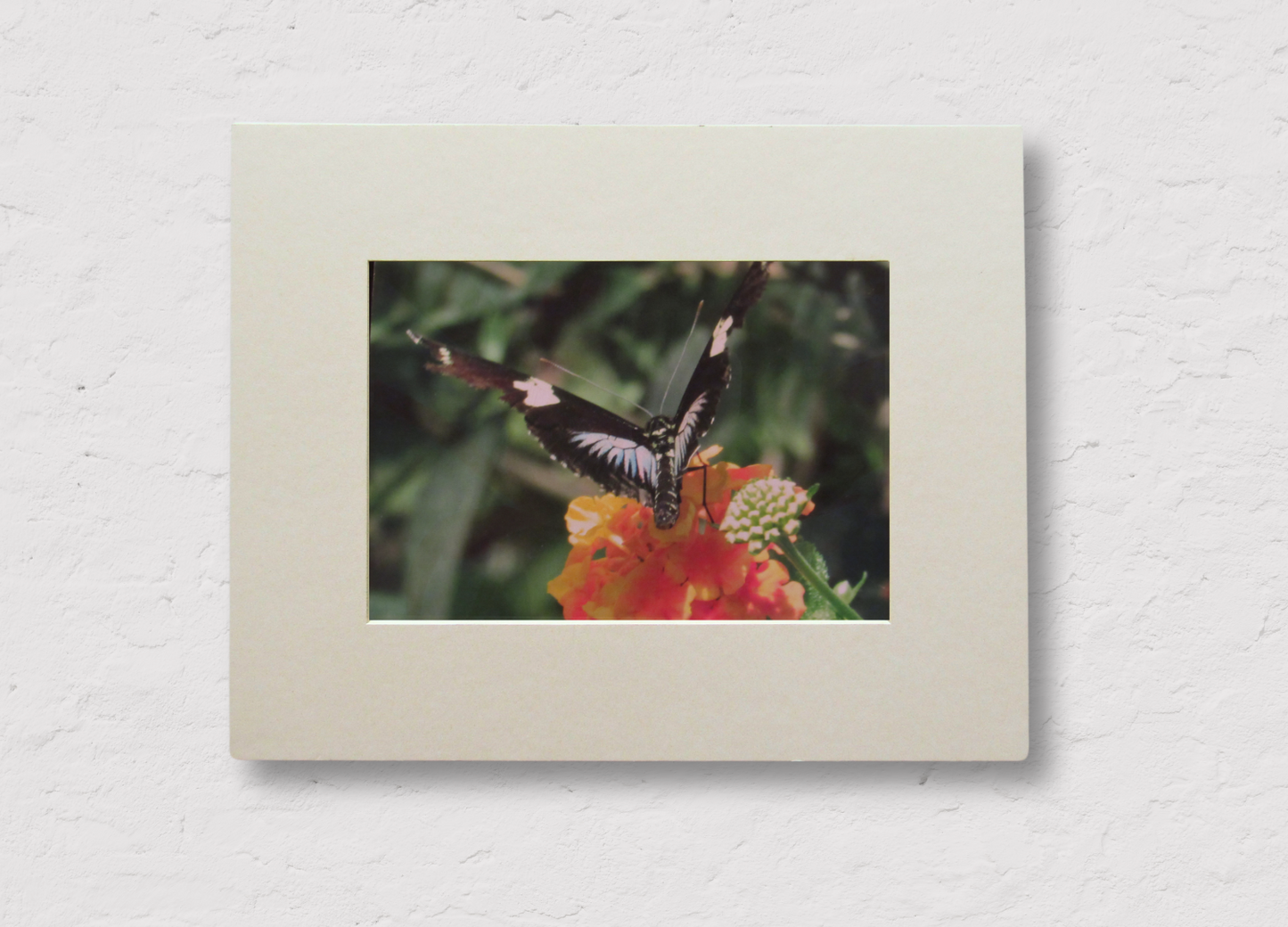 Butterfly on Blossom