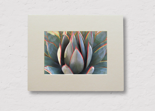 Agave Elegance