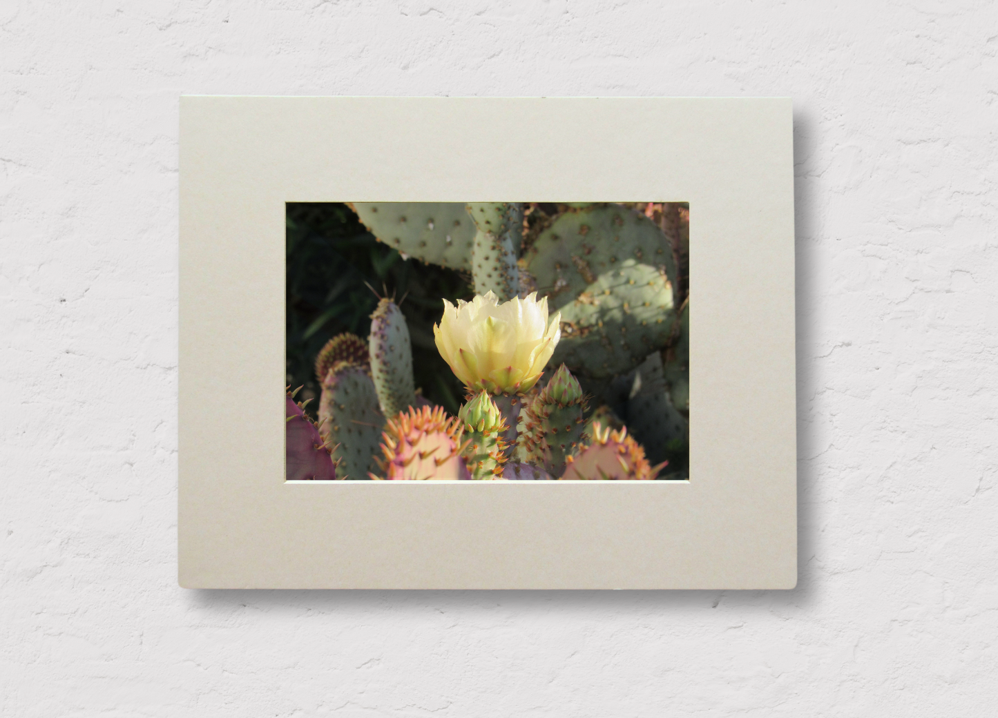 Cactus Bloom