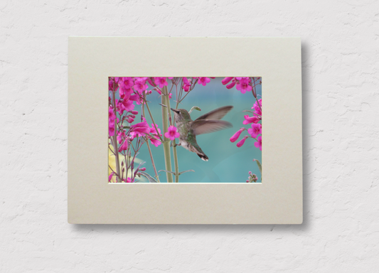 Hummingbird Haven