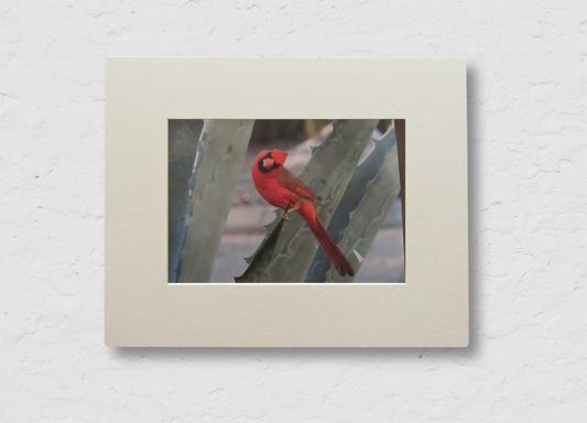 Desert Cardinal