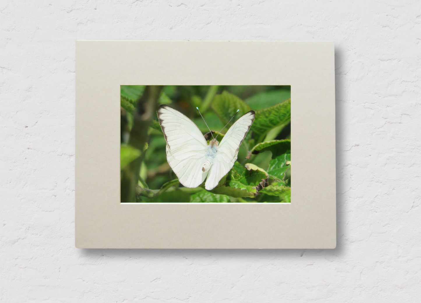 White Butterfly