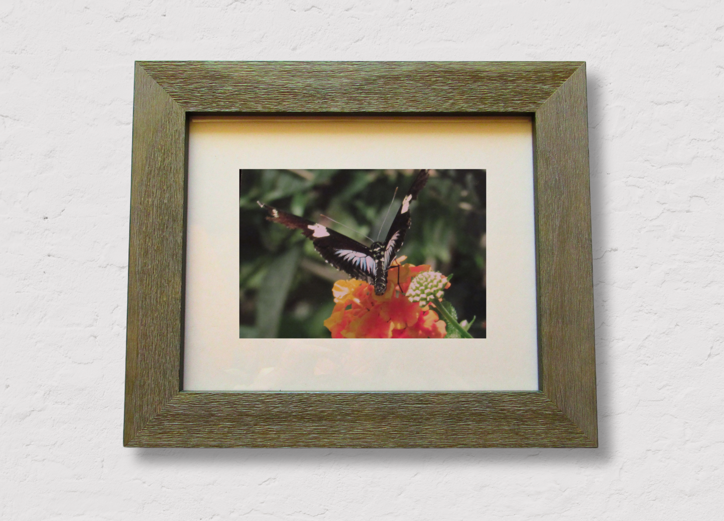 Butterfly on Blossom