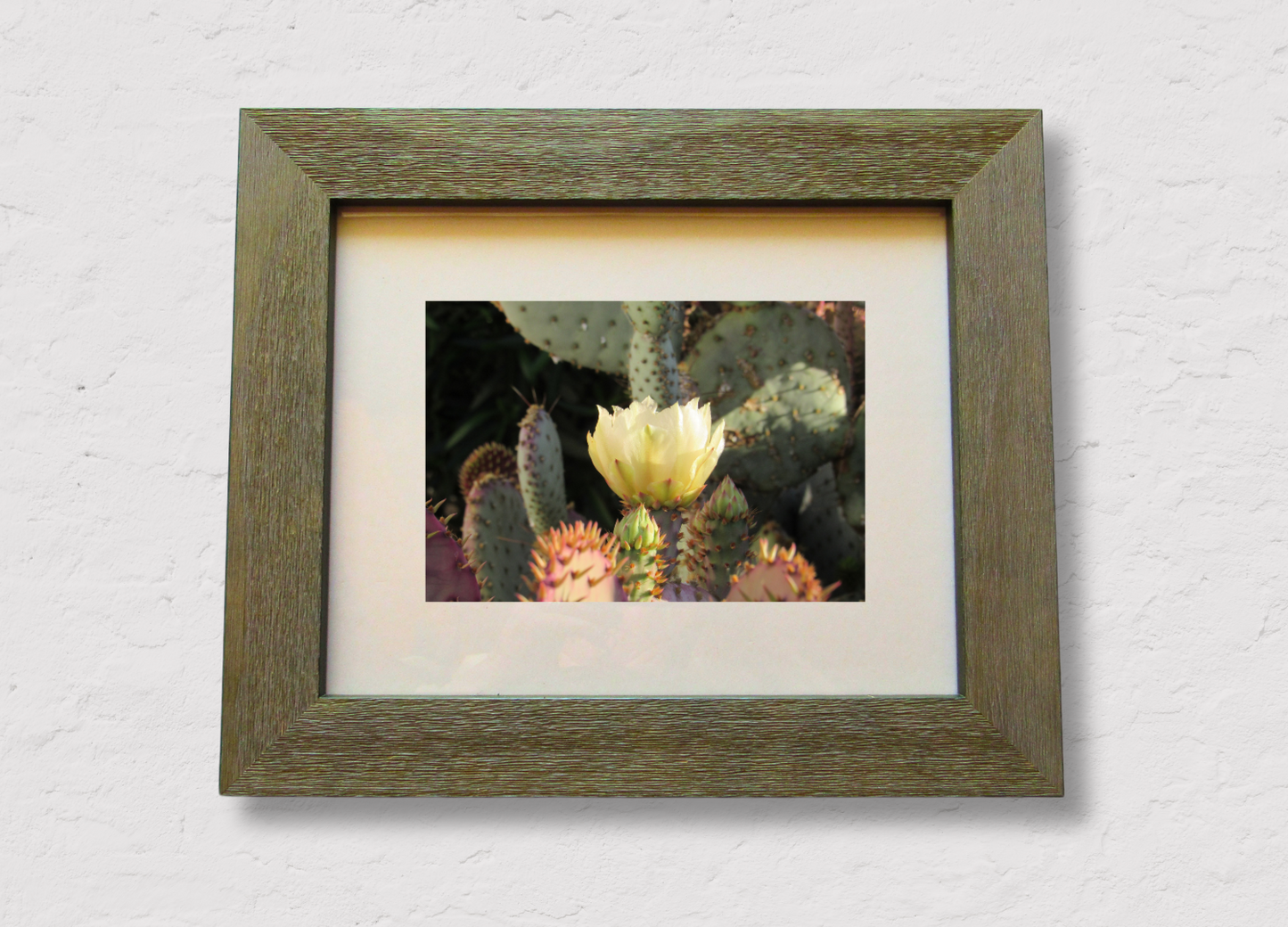 Cactus Bloom