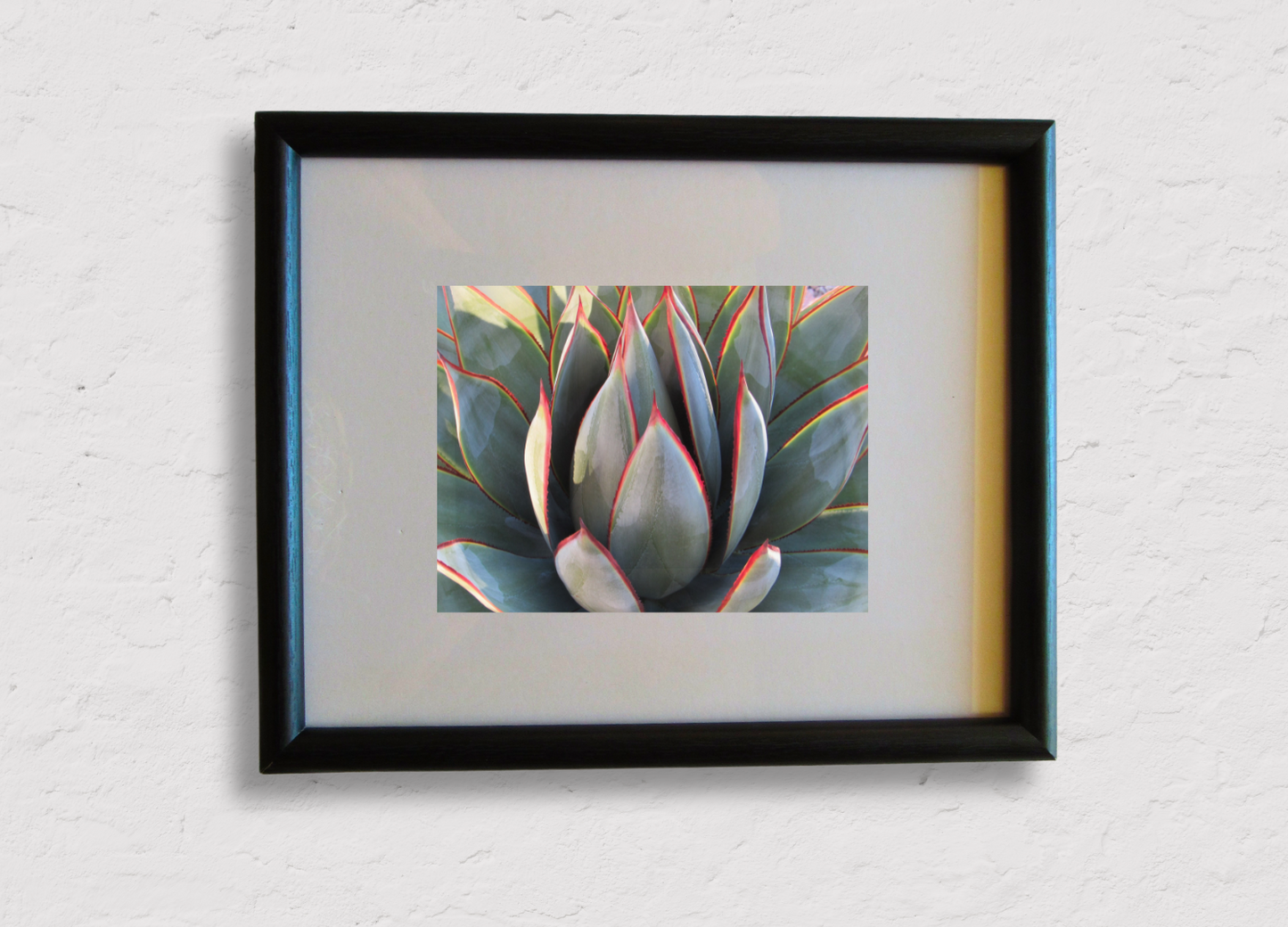 Agave Elegance