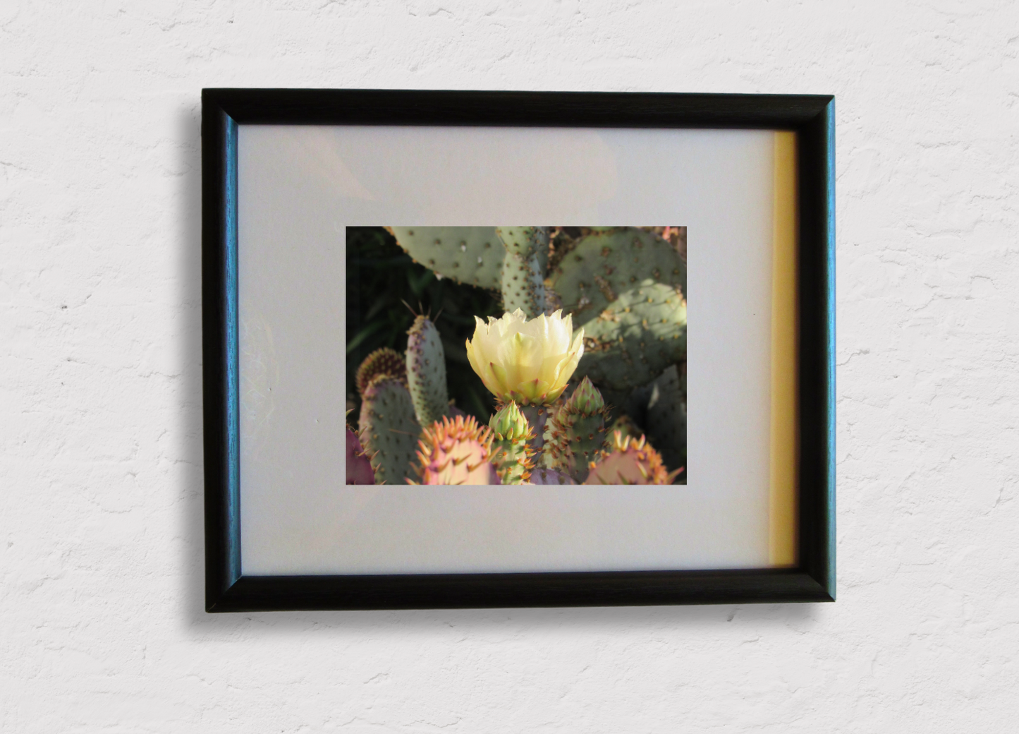 Cactus Bloom