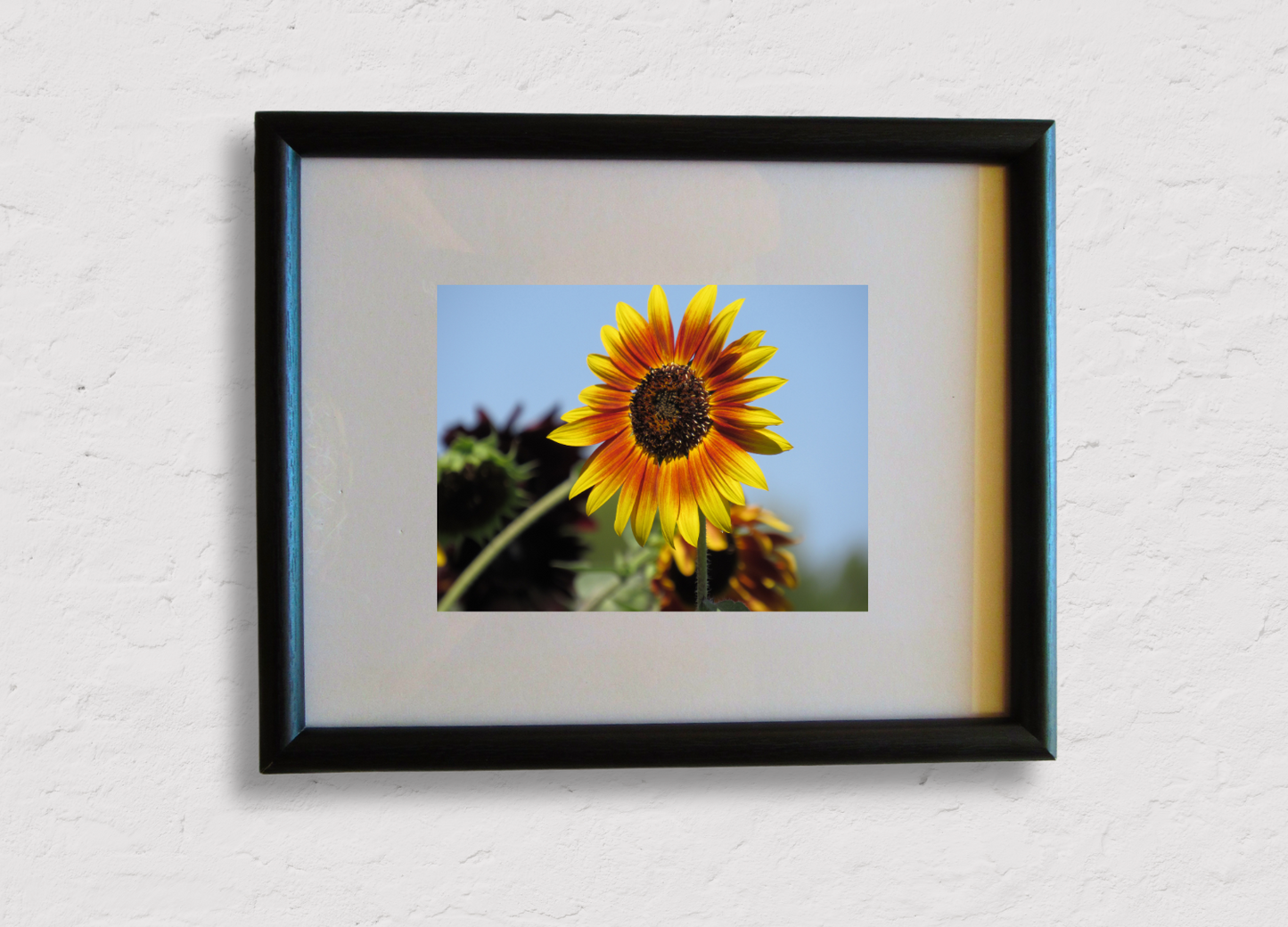 Sunlit Sunflower