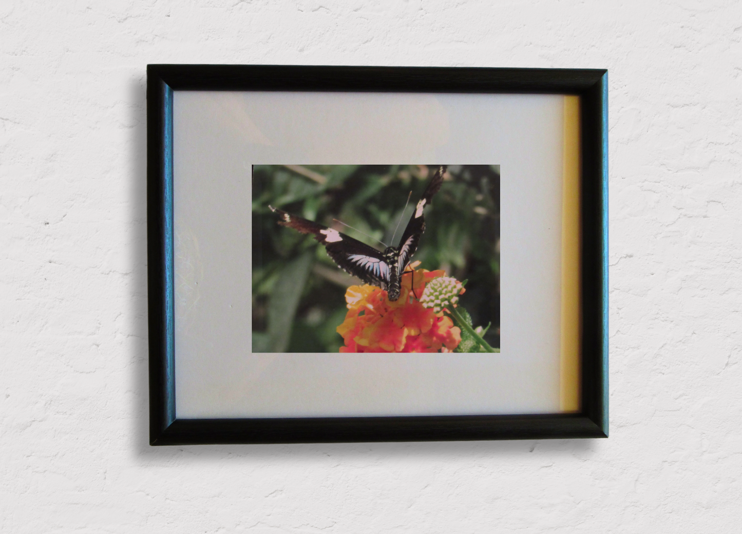 Butterfly on Blossom