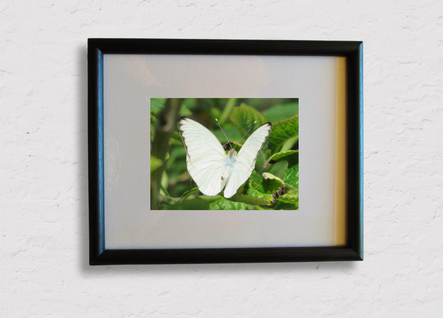 White Butterfly