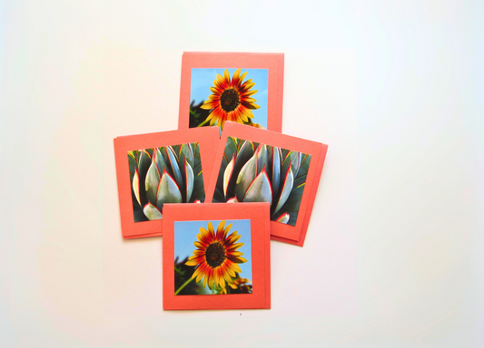 Desert Sunshine Cards