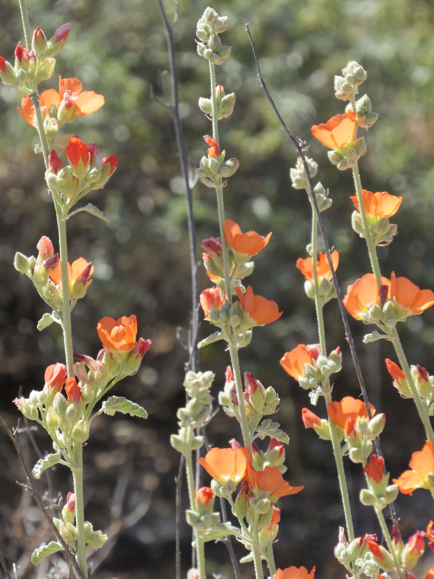 Glowing Globe Mallow