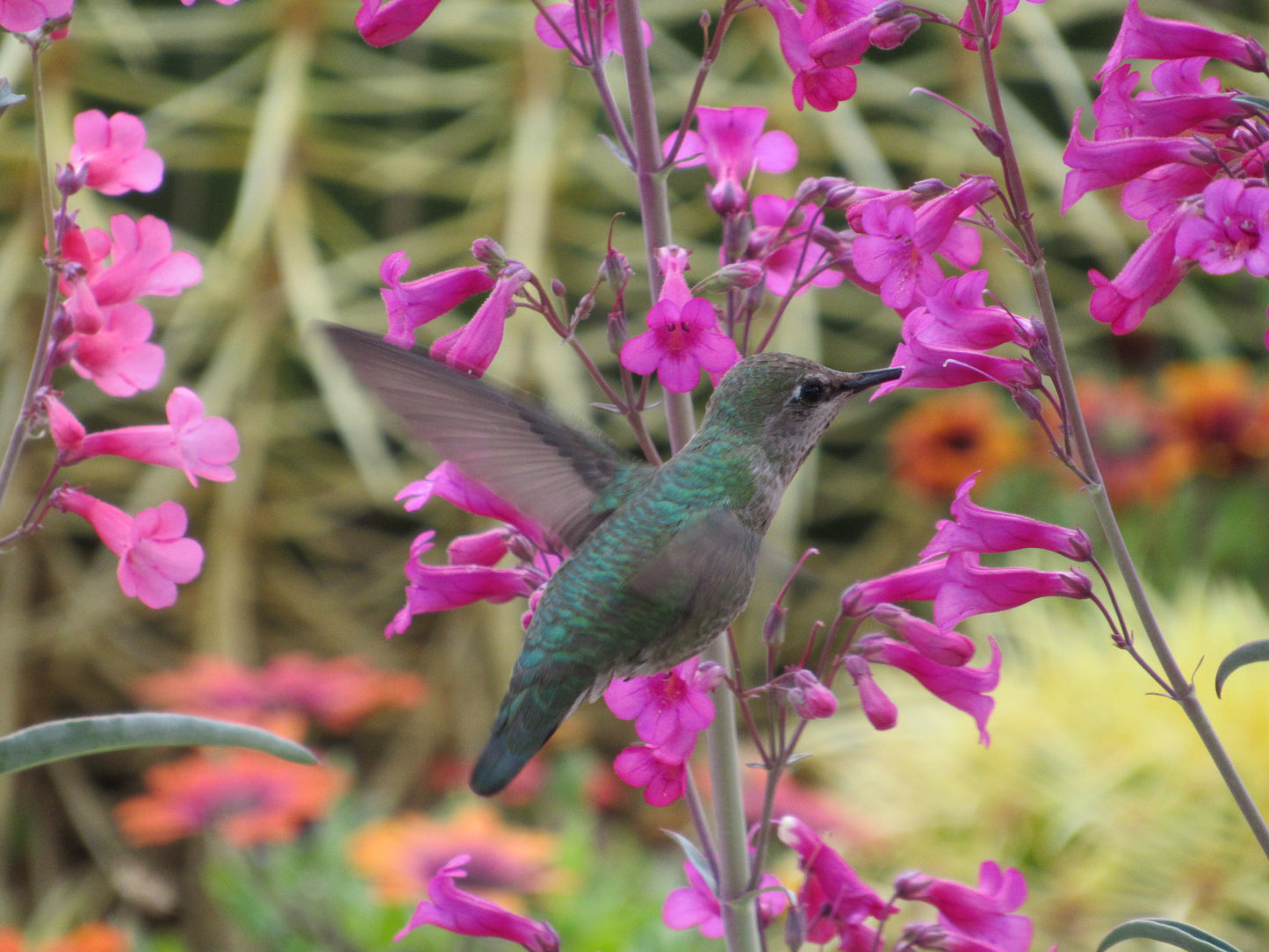 Hummer in his glory