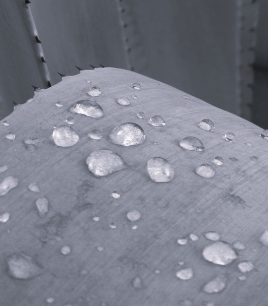 Droplets on Agave