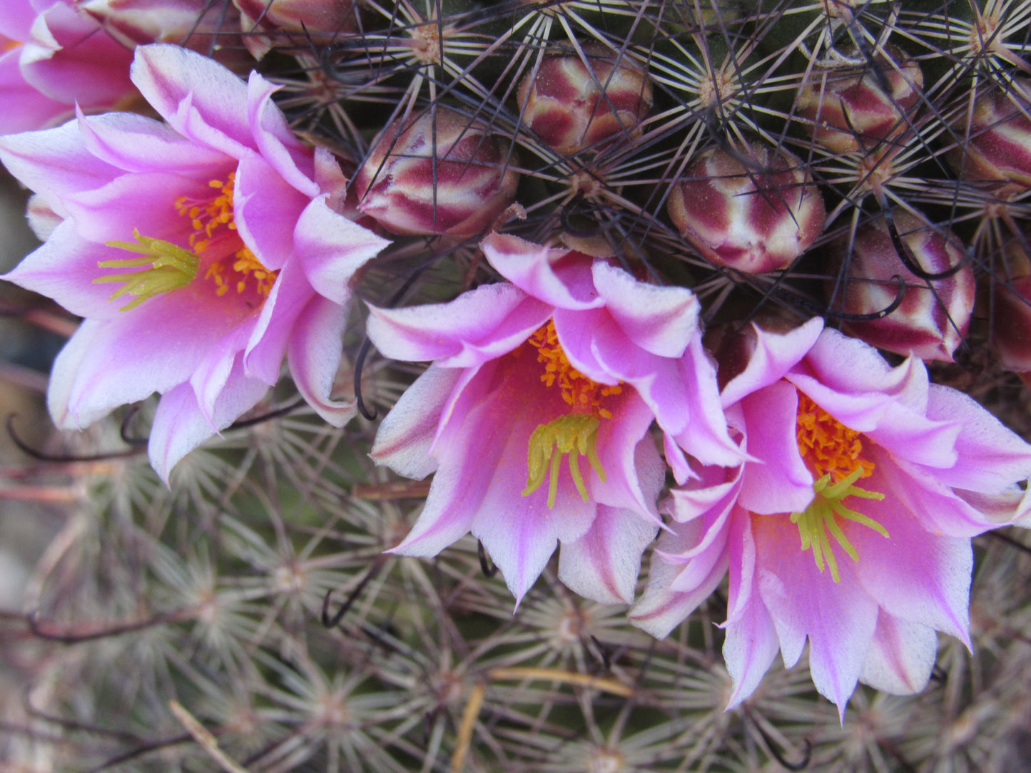 A ring of Pink