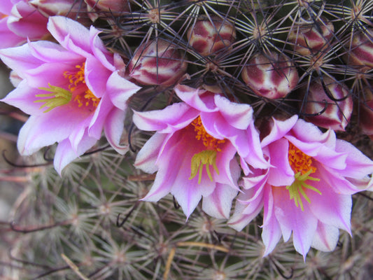 A ring of Pink