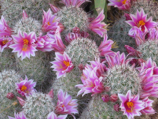 Patches of Pink